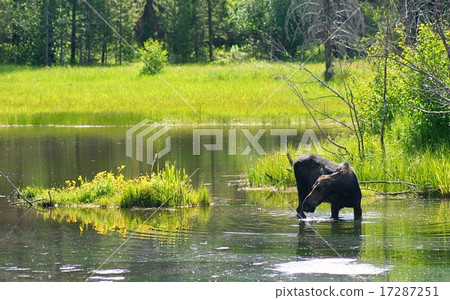 美國懷俄明州大提頓國家公園的駝鹿 17287251
