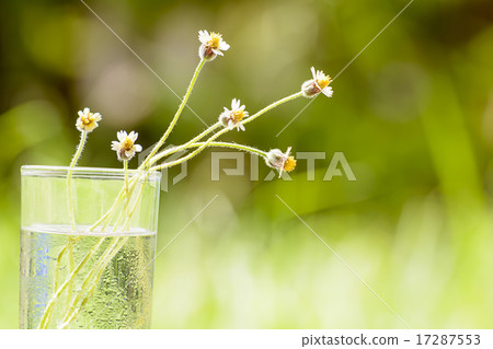 The poaceae in glass. 17287553