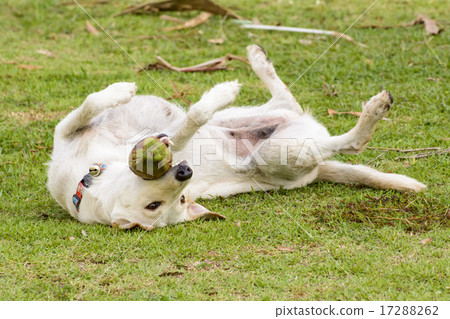 The dog is playing with the coconut that it is fun The dog is playing with the coconut that it is fun 17288262