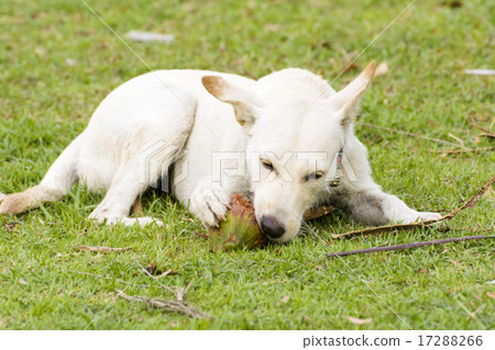 The dog is playing with the coconut that it is fun The dog is playing with the coconut that it is fun 17288266