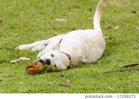 The dog is playing with the coconut that it is fun The dog is playing with the coconut that it is fun 17288273