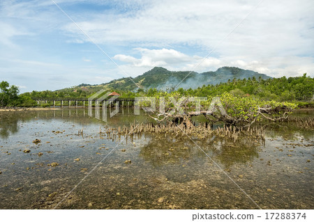 Indonesian landscape with mangrove and walkway Indonesian landscape with mangrove and walkway 17288374