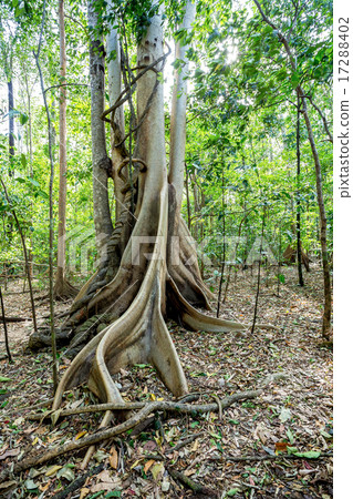 massive tree is buttressed by roots Tangkoko Park 17288402