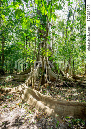 massive tree is buttressed by roots Tangkoko Park massive tree is buttressed by roots Tangkoko Park 17288403