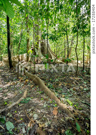 massive tree is buttressed by roots Tangkoko Park massive tree is buttressed by roots Tangkoko Park 17288404