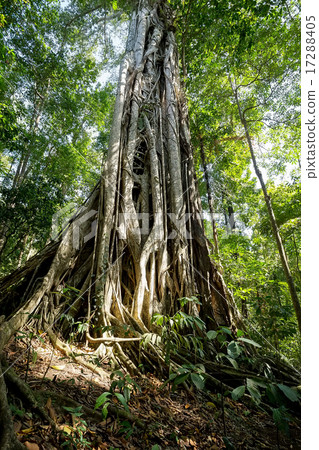 massive tree is buttressed by roots Tangkoko Park massive tree is buttressed by roots Tangkoko Park 17288405