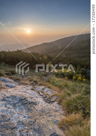 Sunrise in the mountain. Flowers Sunrise in the mountain. Flowers 17288499
