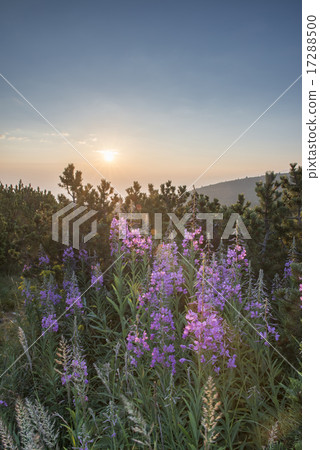 Sunrise in the mountain. Flowers Sunrise in the mountain. Flowers 17288500