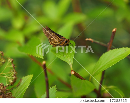 Cochabanececeli Cochabanececeli 17288815