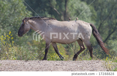 Bird sitting on Konik horse Bird sitting on Konik horse 17288828