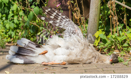Red-legged seriema or crested cariama  17288829