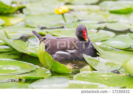 Common Moorhen, Gallinula chloropus Common Moorhen, Gallinula chloropus 17288832