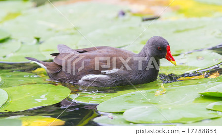 Common Moorhen, Gallinula chloropus Common Moorhen, Gallinula chloropus 17288833