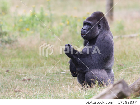 Silver backed male Gorilla Silver backed male Gorilla 17288837