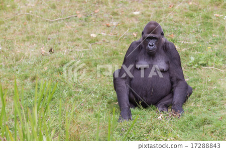 Adult gorilla resting 17288843