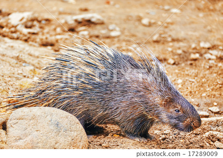 Animal Porcupines. 17289009