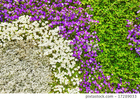 Abstract background of flowers (petunia ). 17289033