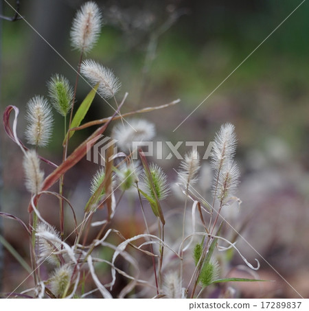 Setaria viridis Setaria viridis 17289837