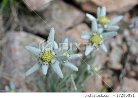 Edelweiss Edelweiss 17290051