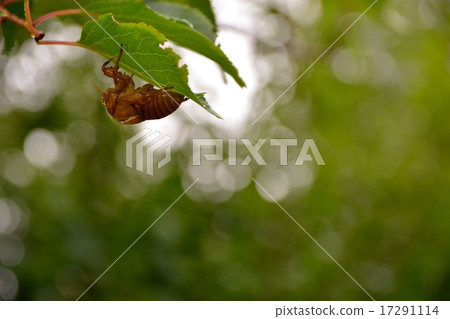 Cicadian地殼(3) Cicadian地殼(3) 17291114