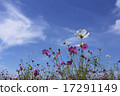 Cosmos with beautiful petals on sunny days 17291149