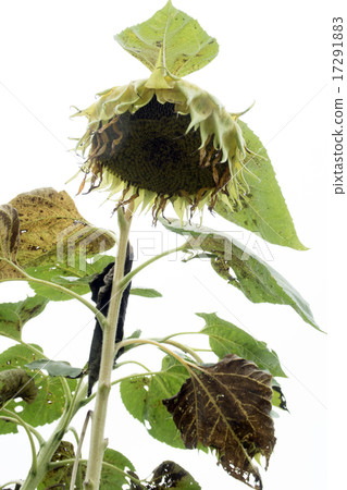 Withed sunflower (up) 17291883