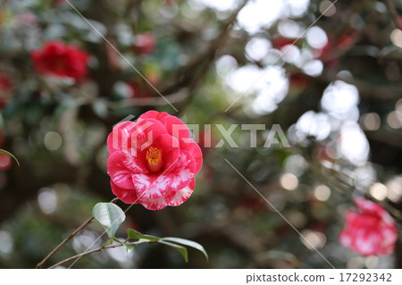 山茶花花照片 17292342