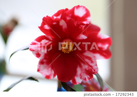 山茶花花照片 山茶花花照片 17292343