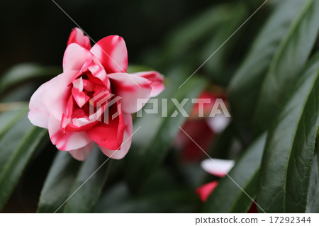 山茶花花照片 山茶花花照片 17292344
