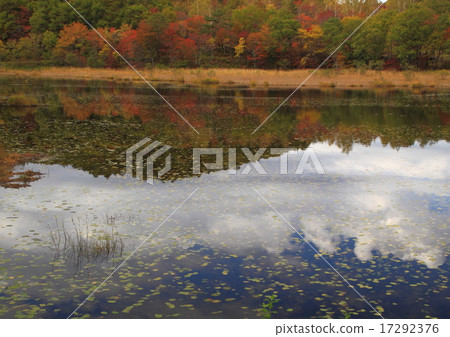 觀音沼澤 17292376