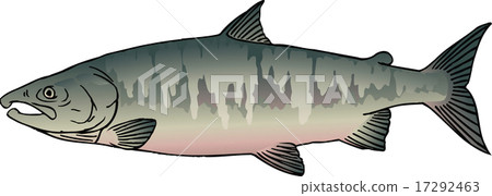 salmon salmon 17292463