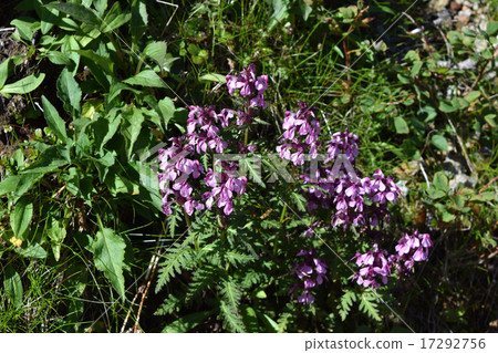 Yotsuba Shogama 17292756