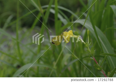 Flower and butterfly 17292788