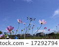 A beautiful cosmos with a petal on a fine day 17292794