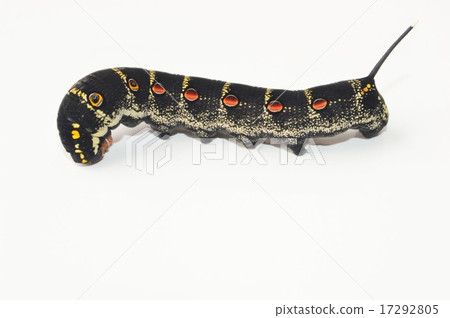 White-tailed larva white background 17292805