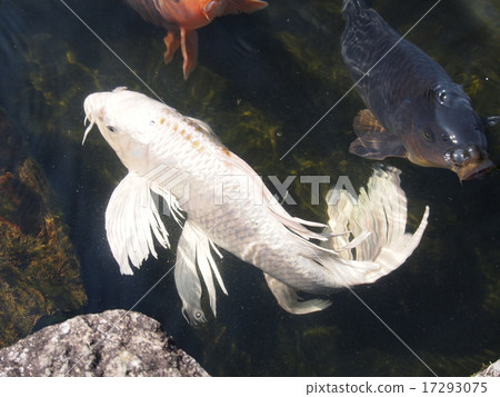 池塘鯉魚2 17293075