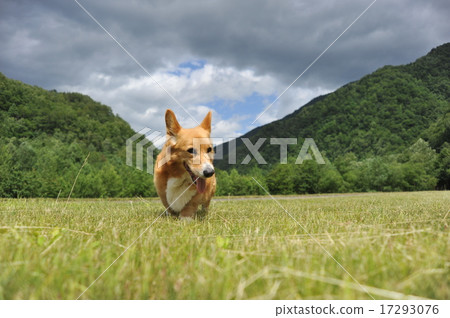 柯基犬的性質 17293076