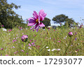 Cosmos with beautiful petals 17293077