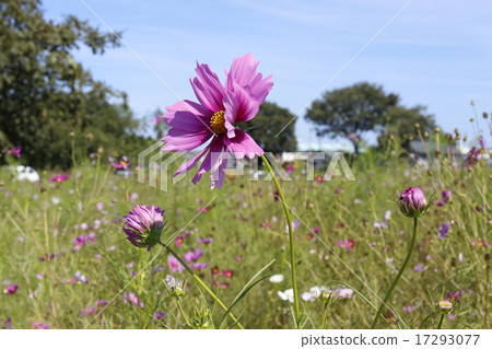 波斯菊與美麗的花瓣 17293077