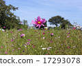 Cosmos with beautiful petals 17293078
