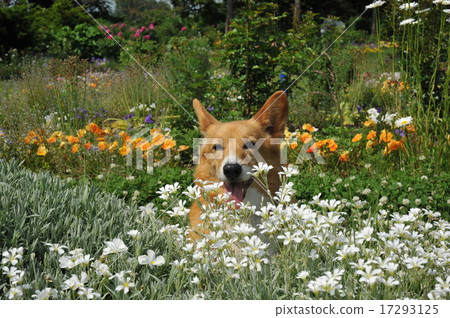 鮮花和柯基犬 17293125