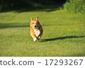 跑Corgi 17293267