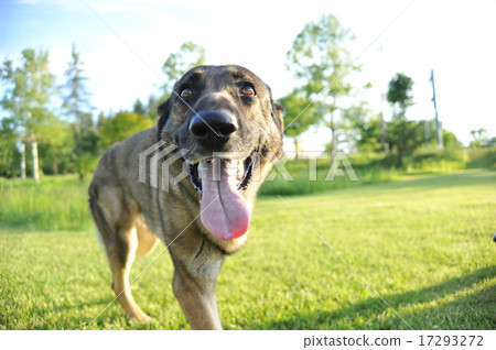 Smile Shepherd Smile Shepherd 17293272