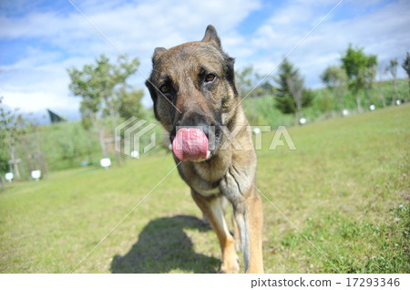 牧羊人舔著眼淚 17293346