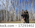 白樺樹和shepard 17293402