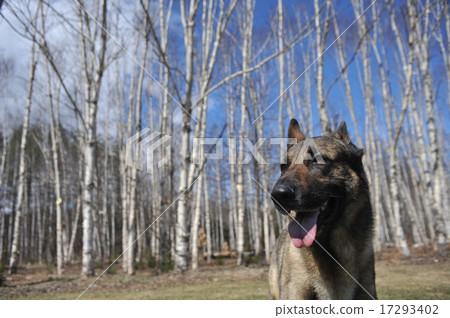 白樺樹和shepard 17293402