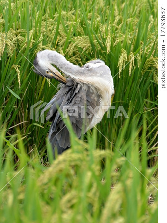 One Inochuna in Inada which began to color in early autumn 17293637