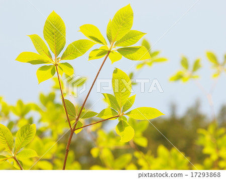 Fresh green Fresh green 17293868