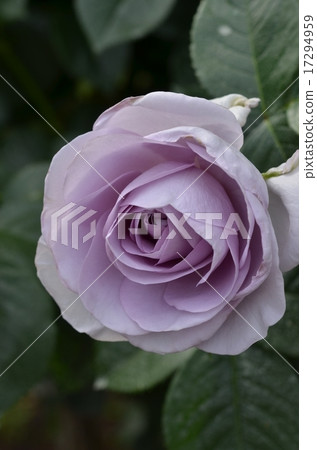 Rose Bluebay FL型德國 Rose Bluebay FL型德國 17294959