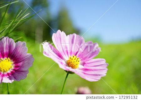 風山的宇宙 17295132